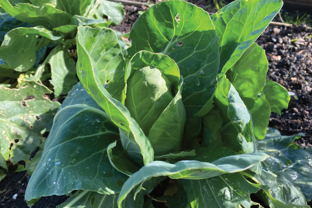 Hoe zaai je spitskool