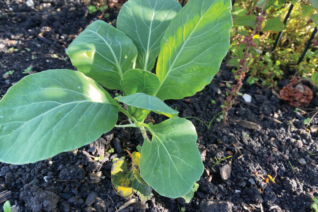 Hoe zaai je spitskool