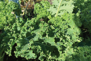 Is boerenkool makkelijk te kweken