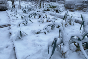 Is het erg als er sneeuw op je moestuin ligt