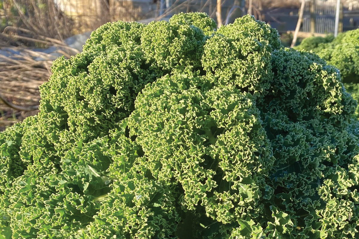 Kan boerenkool in de winter groeien