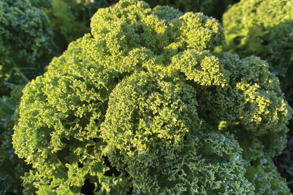 Kan boerenkool in de winter groeien