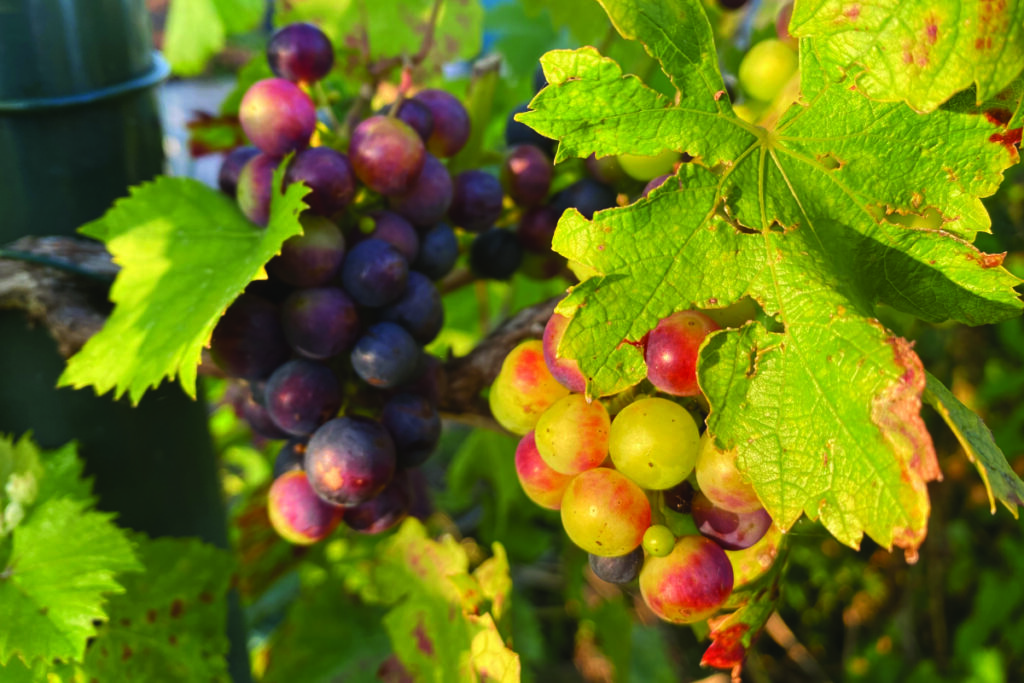 Kan een druif tegen vorst