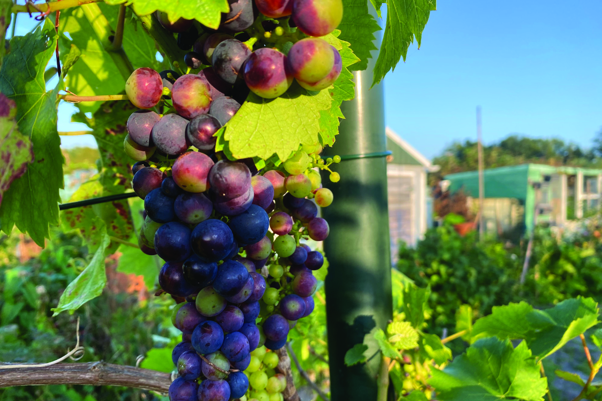 Kan je een druif snoeien in februari