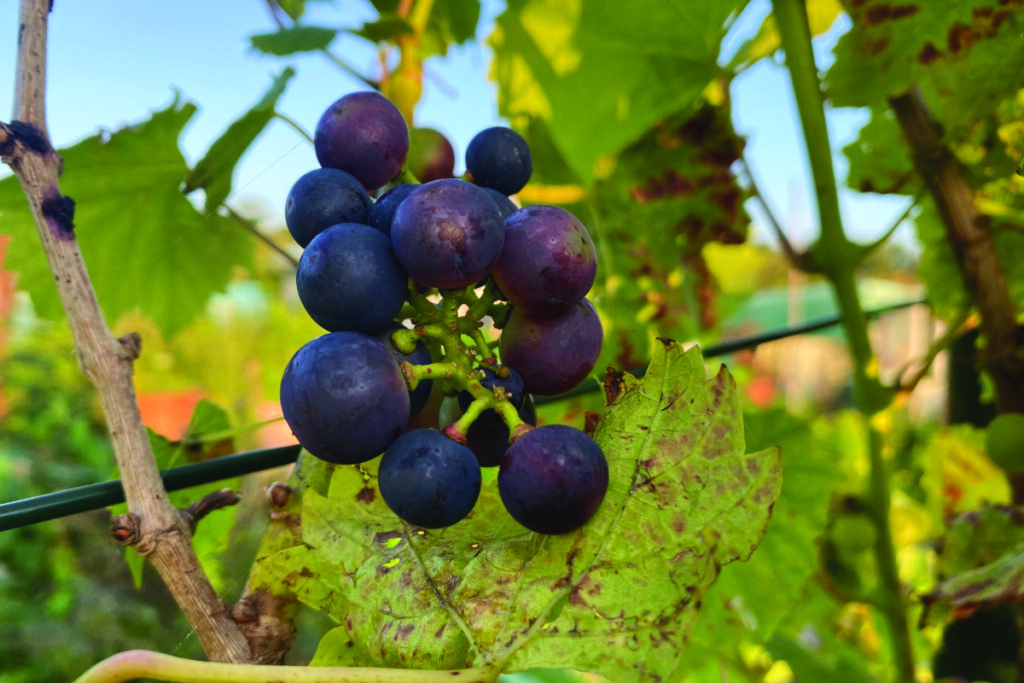 Kan je een druif snoeien in februari