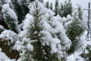 Kan rozemarijn buiten overwinteren