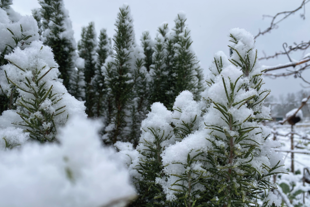 Kan rozemarijn buiten overwinteren
