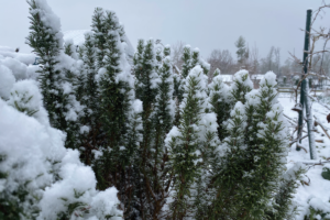Kan rozemarijn tegen vorst