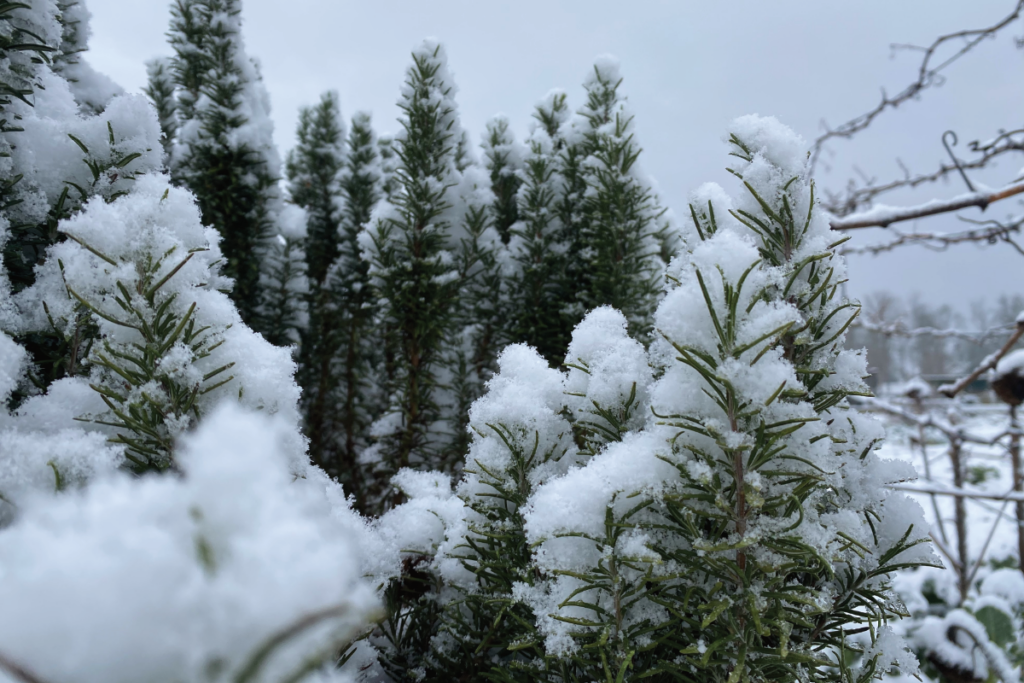 Kan rozemarijn tegen vorst