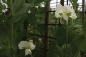 Kun je al doperwten zaaien in januari