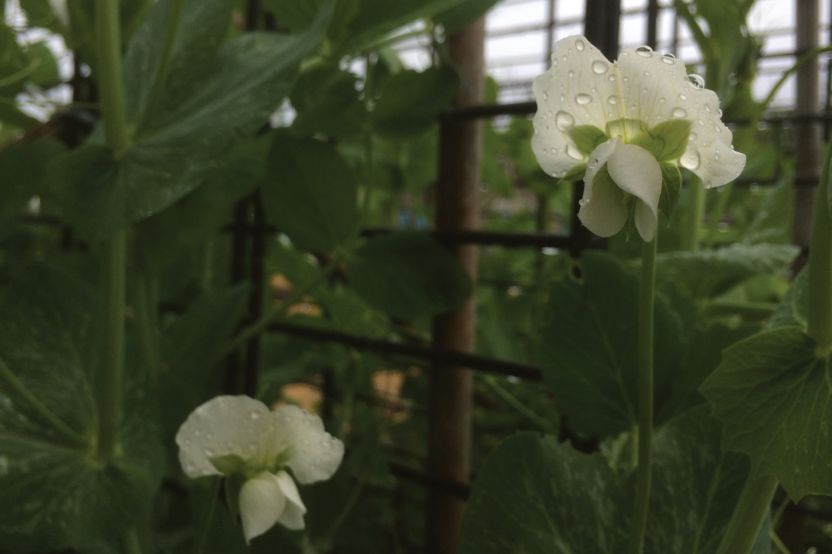 Kun je al doperwten zaaien in januari