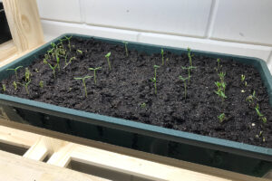 Kun je al paprika's zaaien in januari