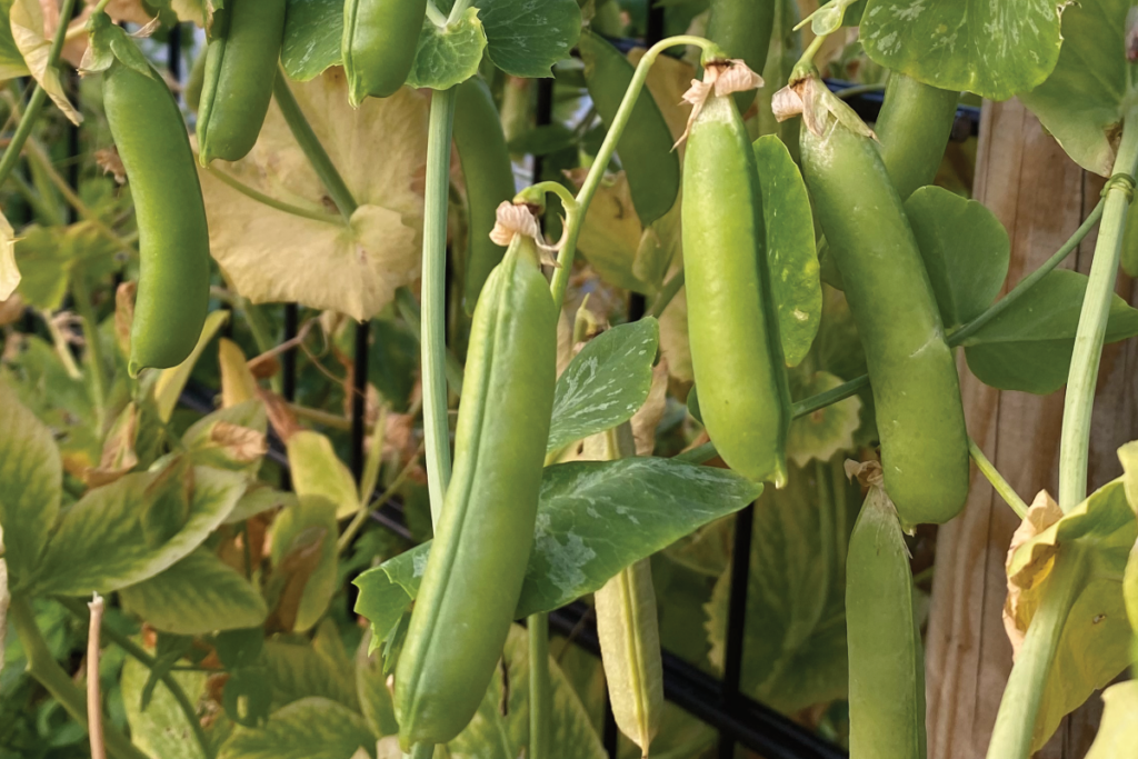 Kun je doperwten zaaien in februari