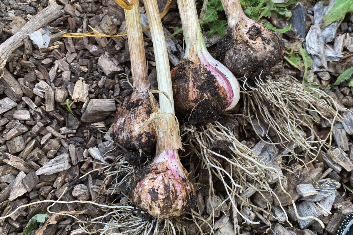 Kun je knoflook planten in maart