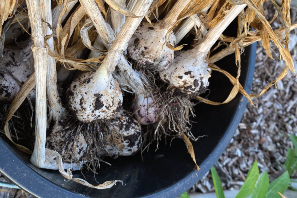 Kun je knoflook planten in maart