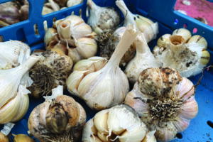 Kun je nog knoflook planten in februari