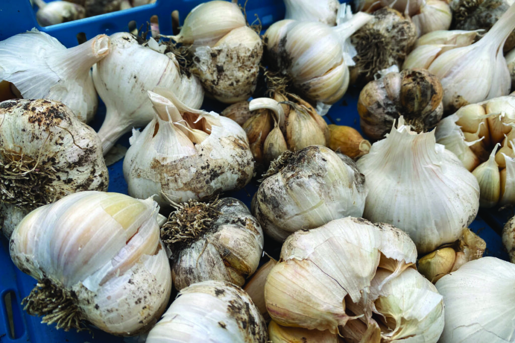 Kun je nog knoflook planten in februari