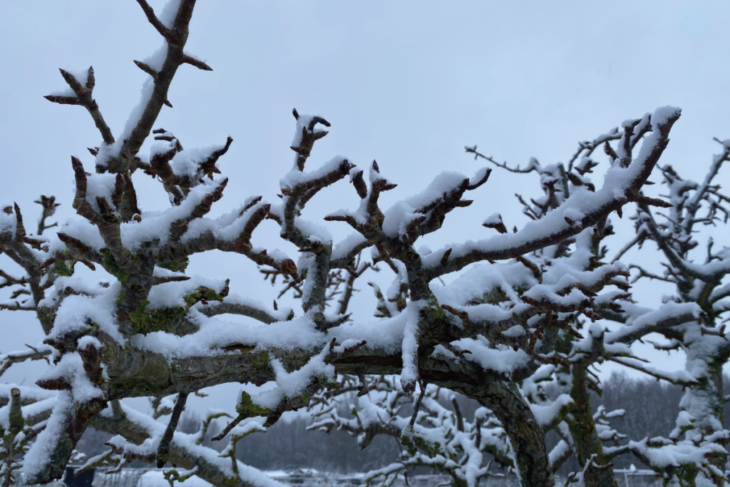 Kunnen fruitbomen tegen sneeuw