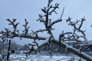 Kunnen fruitbomen tegen sneeuw