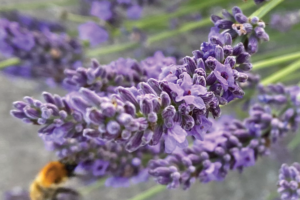 Lavendel drogen