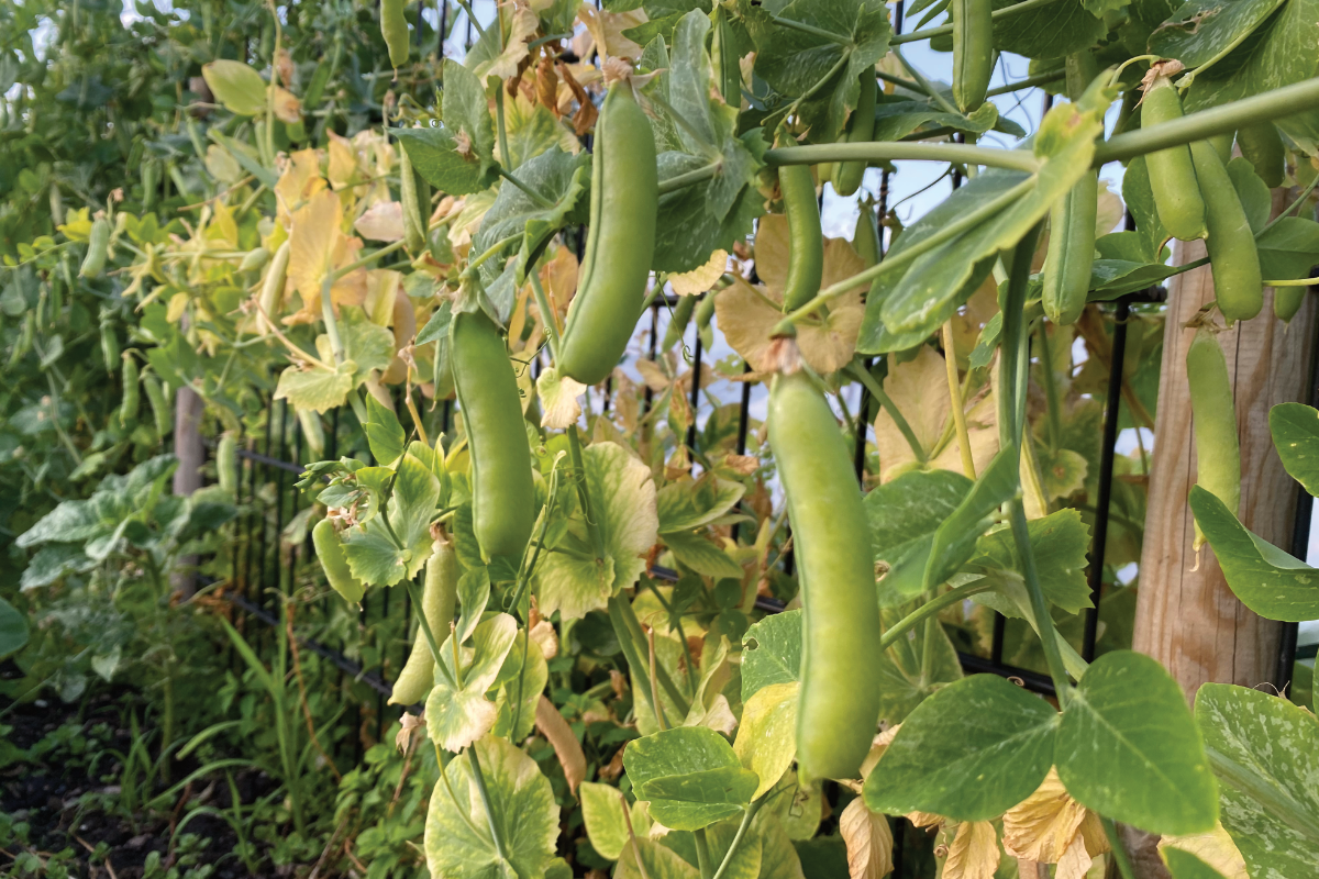 Moet ik erwtenplanten toppen