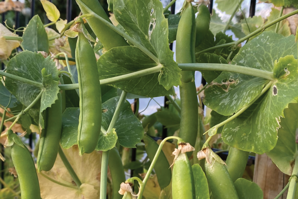 Moet ik erwtenplanten toppen
