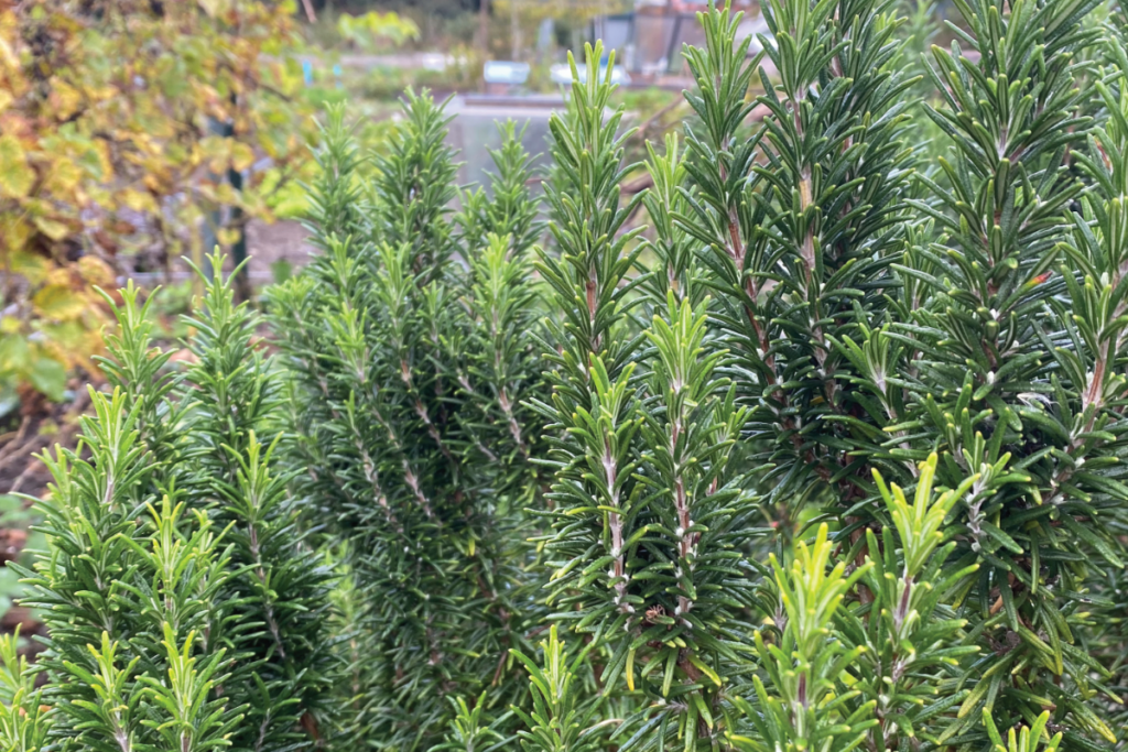 Rozemarijn in je kruidentuin