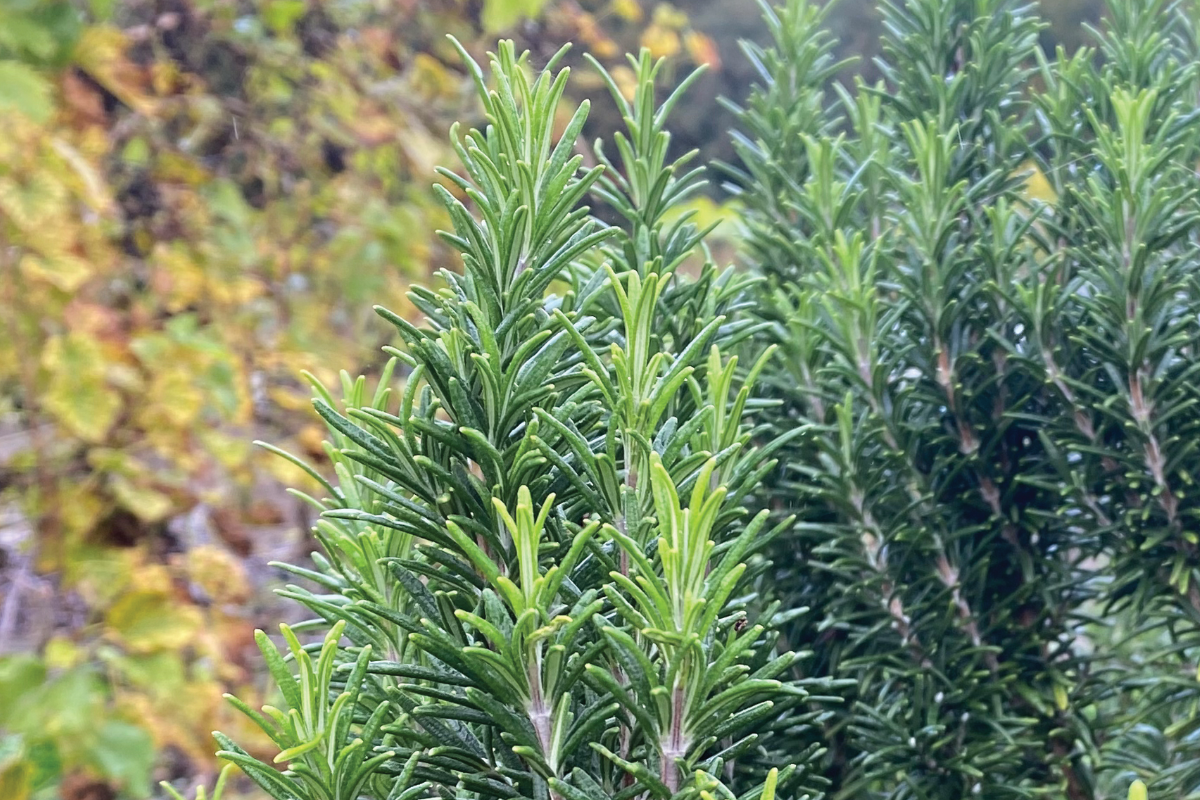 Rozemarijn in je kruidentuin