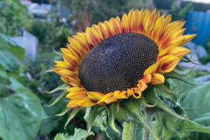 Tips voor het zaaien van zonnebloemen