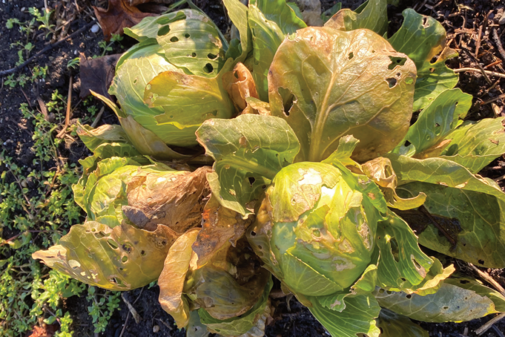 Twee keer kolen oogsten