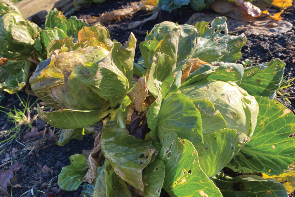 Twee keer kolen oogsten