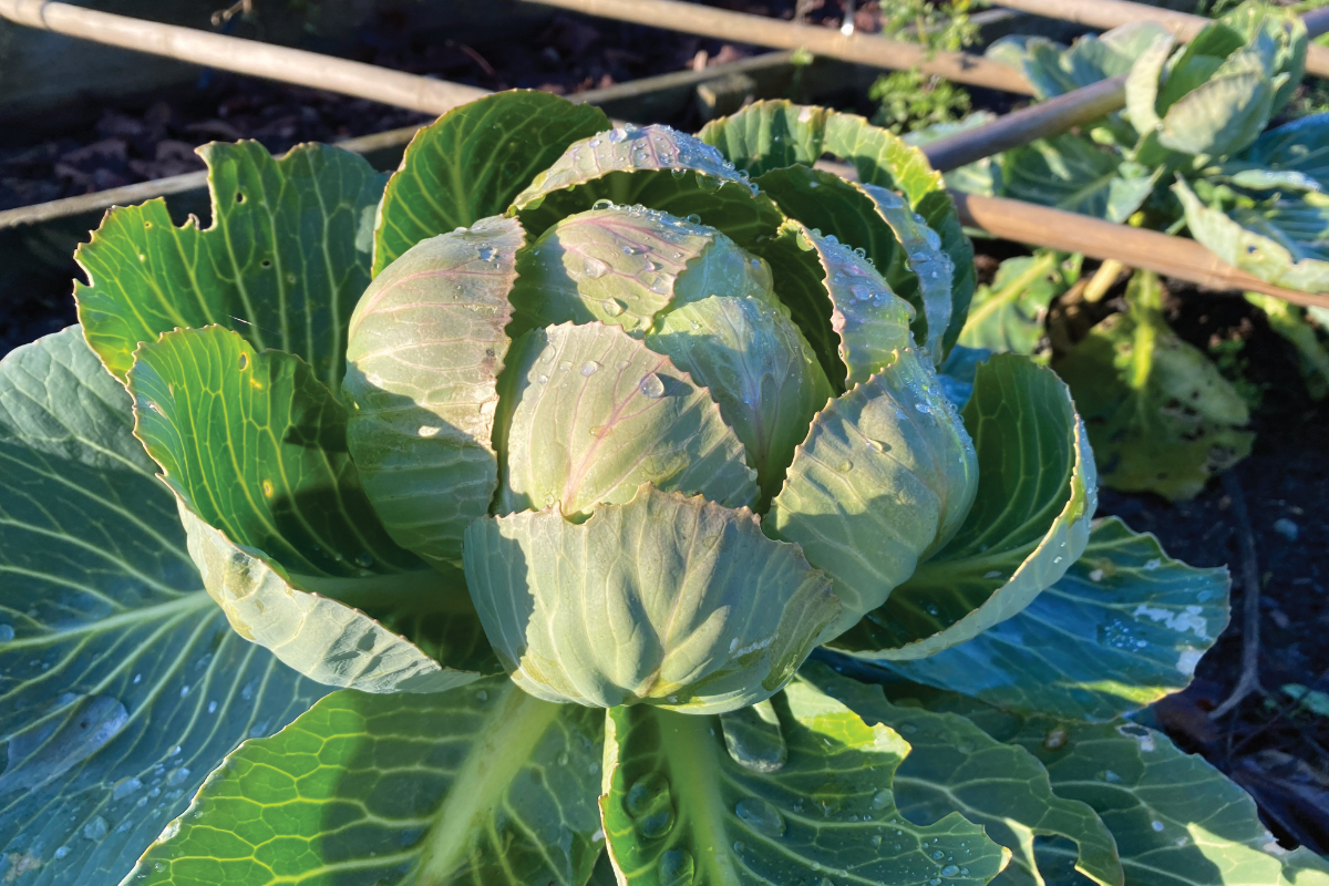 Twee keer kolen oogsten