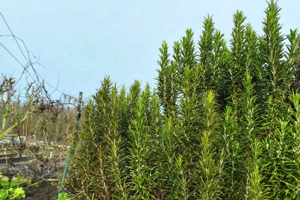 Waar groeit rozemarijn het beste