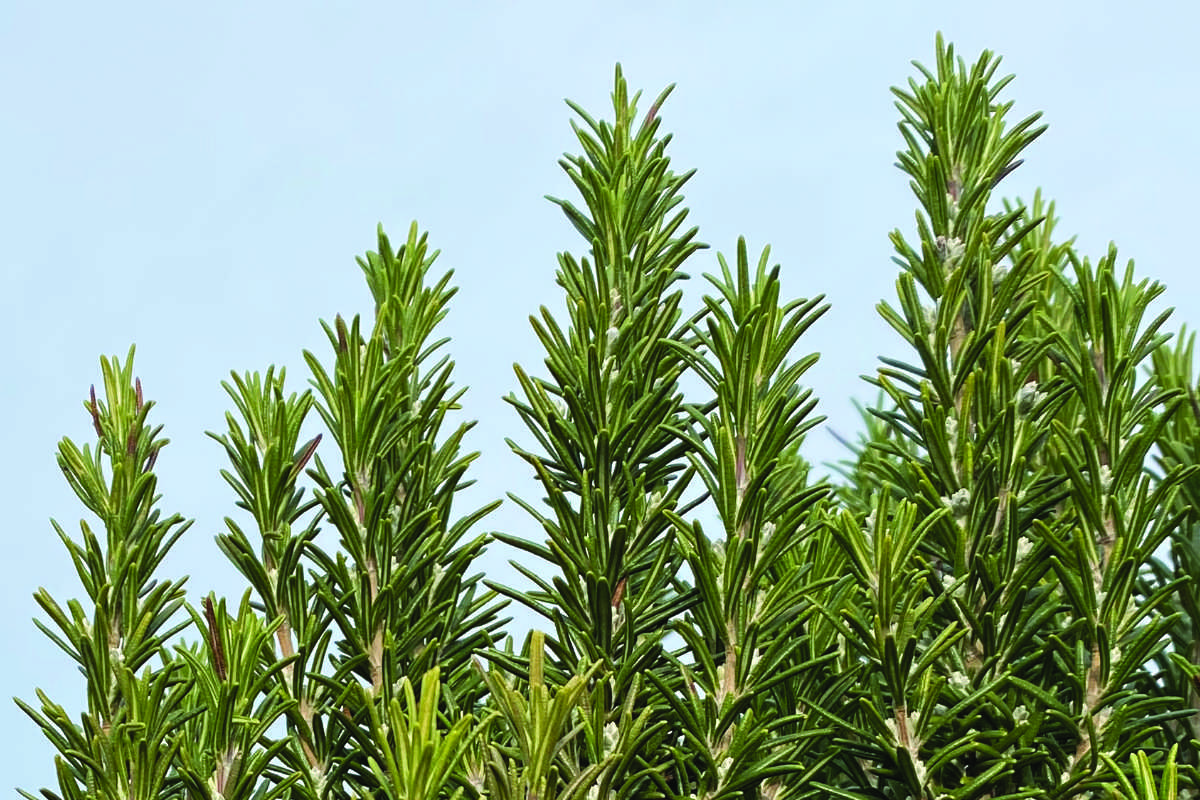 Waar groeit rozemarijn het beste