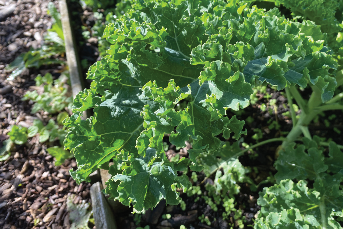 Waar kan ik boerenkool in mijn tuin zaaien