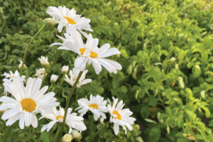 Wanneer kan ik margrietjes zaaien