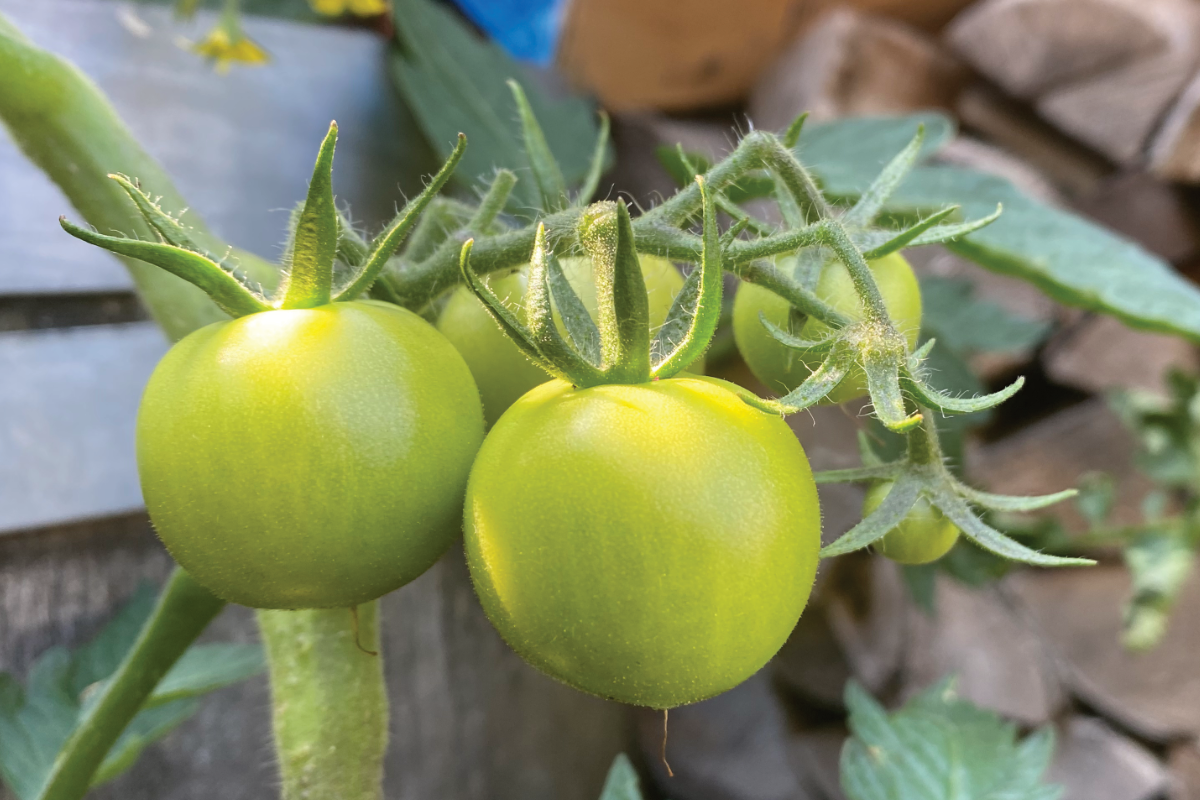 Wanneer tomaten zaaien