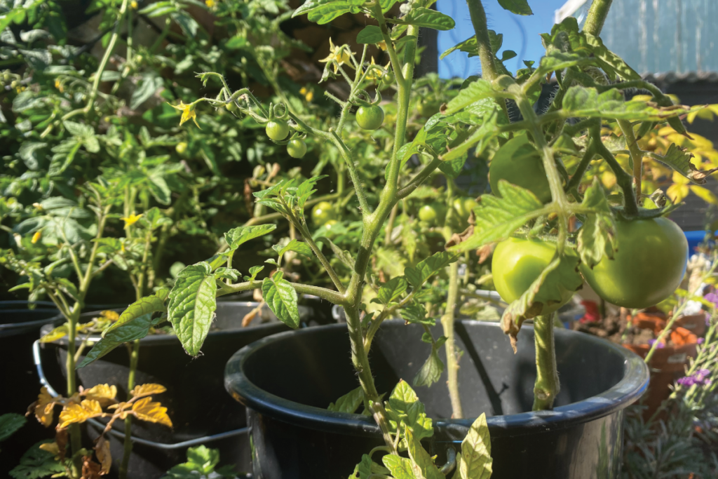 Wanneer tomaten zaaien