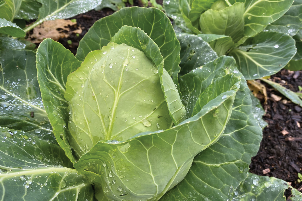 Wat hebben kolen nodig