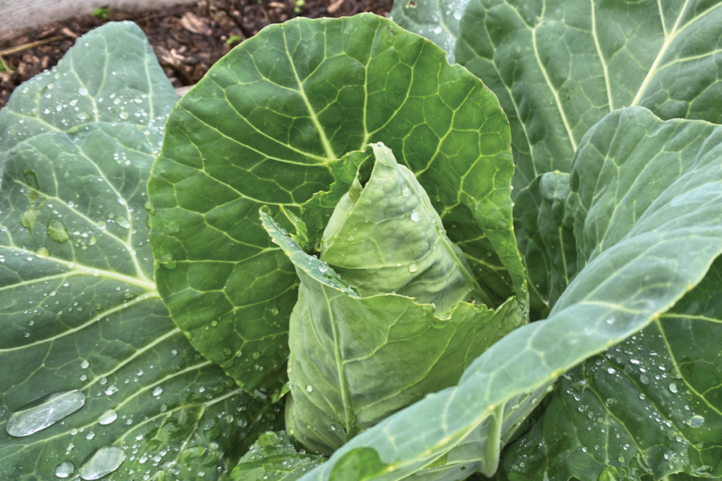 Wat hebben kolen nodig