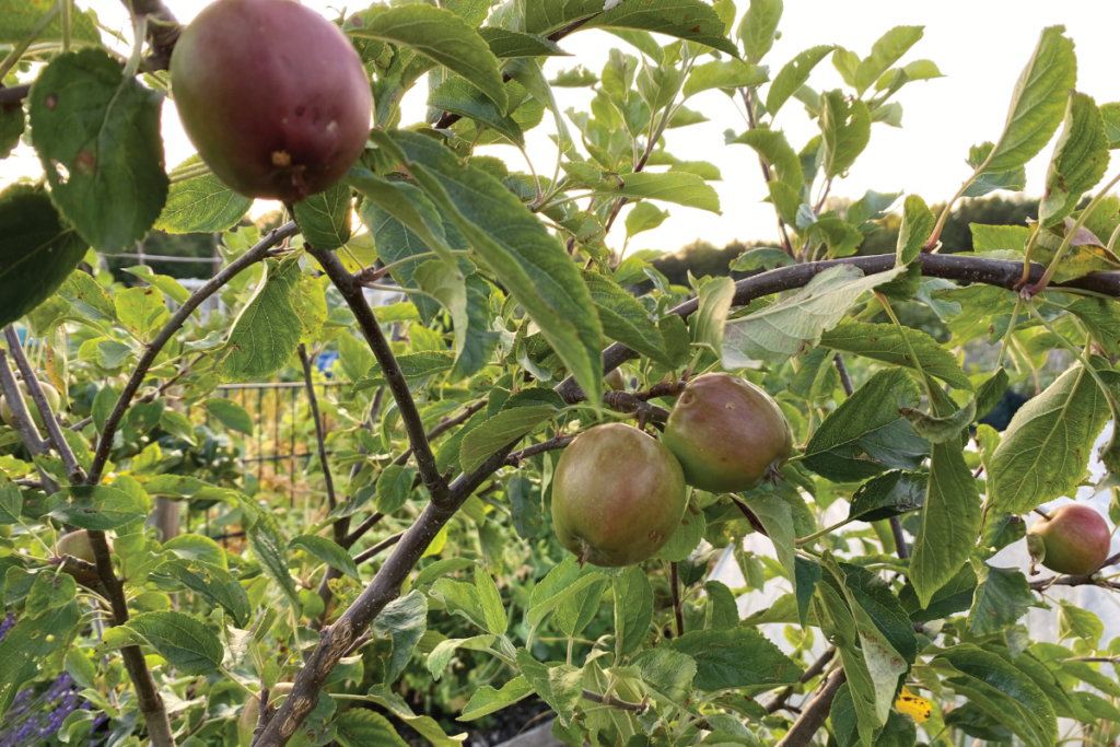 Wat is de beste plek voor een appelboom
