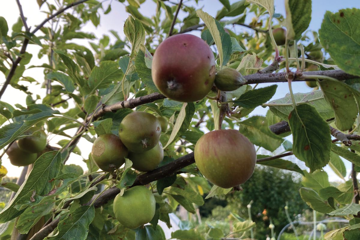 Wat is de beste plek voor een appelboom