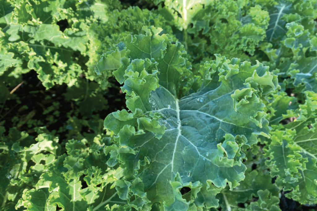 Wat is de beste tijd om boerenkool te zaaien