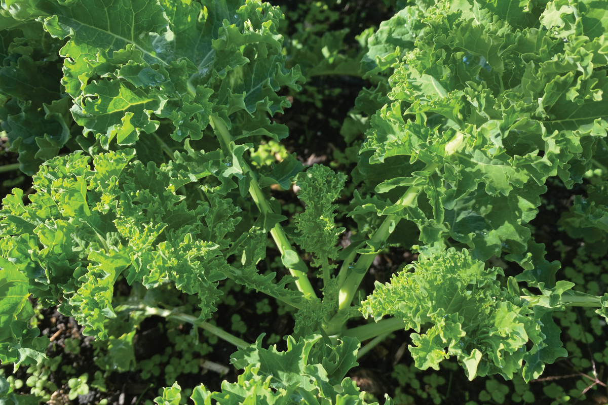 Wat is de beste tijd om boerenkool te zaaien