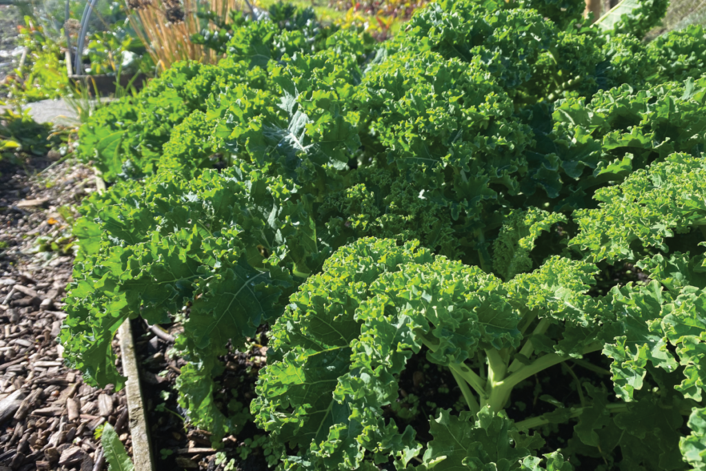 Wat is de beste tijd om boerenkool te zaaien