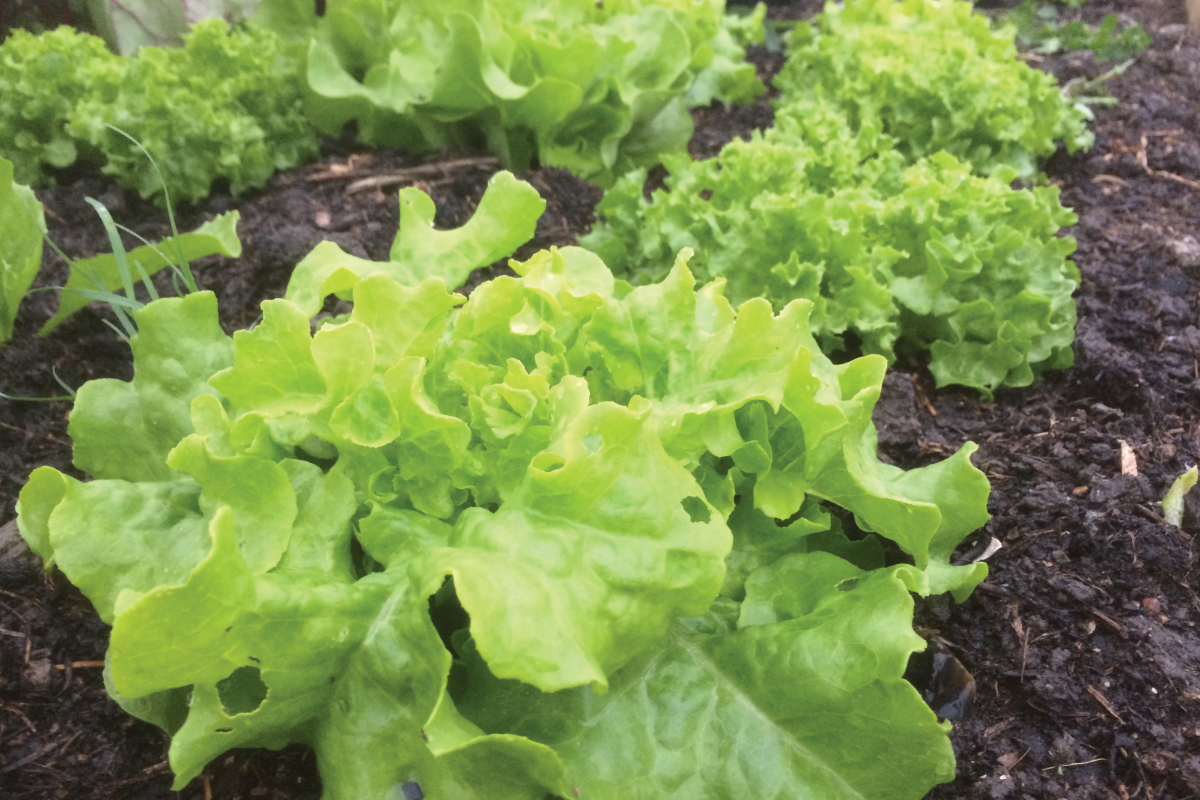 Wat kan ik zaaien in januari