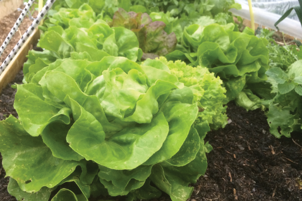 Wat kan ik zaaien in januari