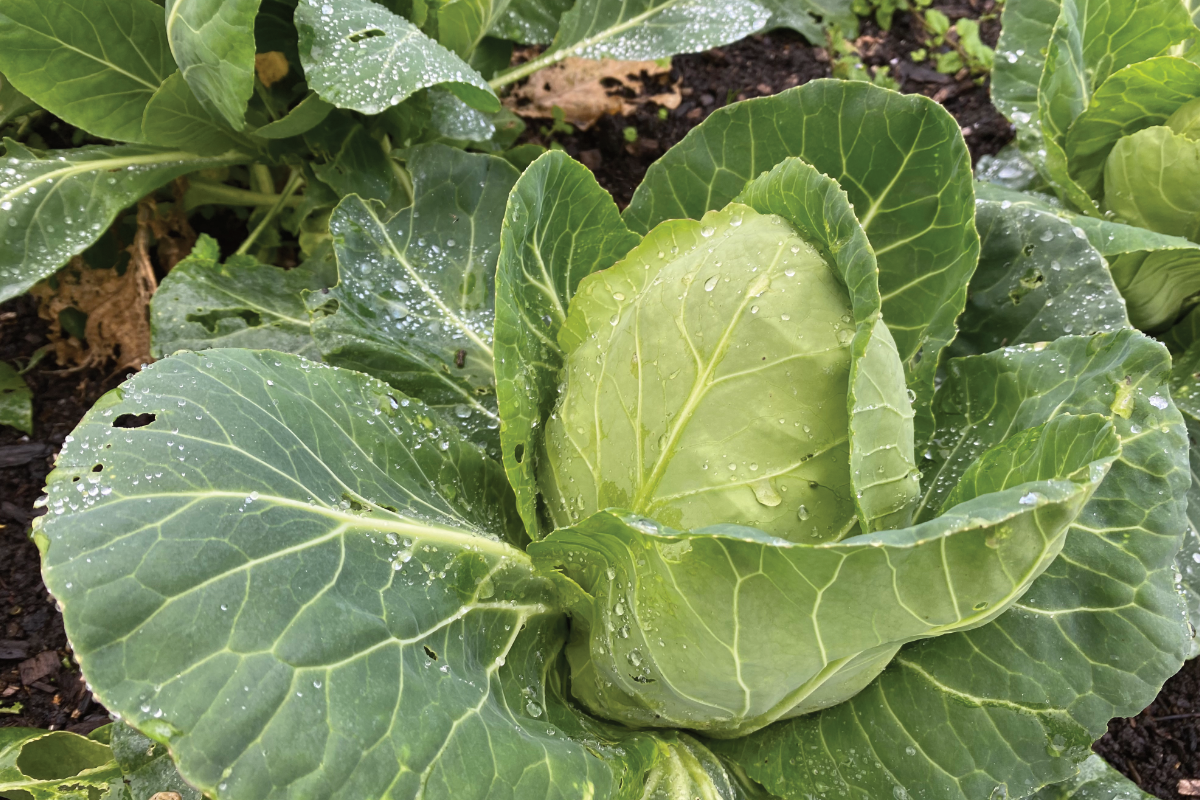 Wat niet naast kool planten