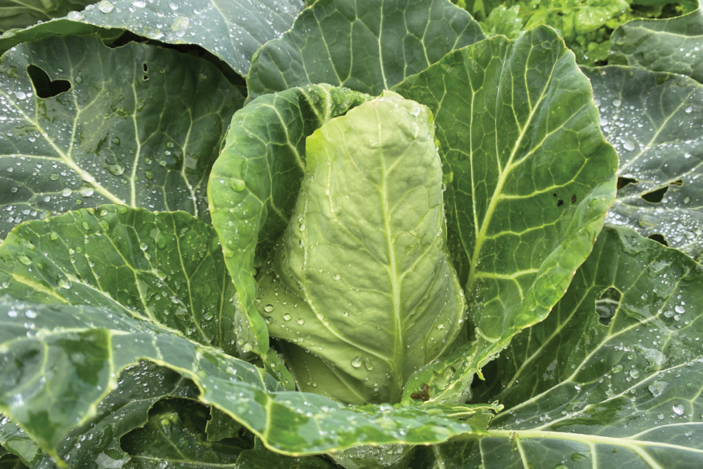 Wat voor mest gebruik je bij spitskool