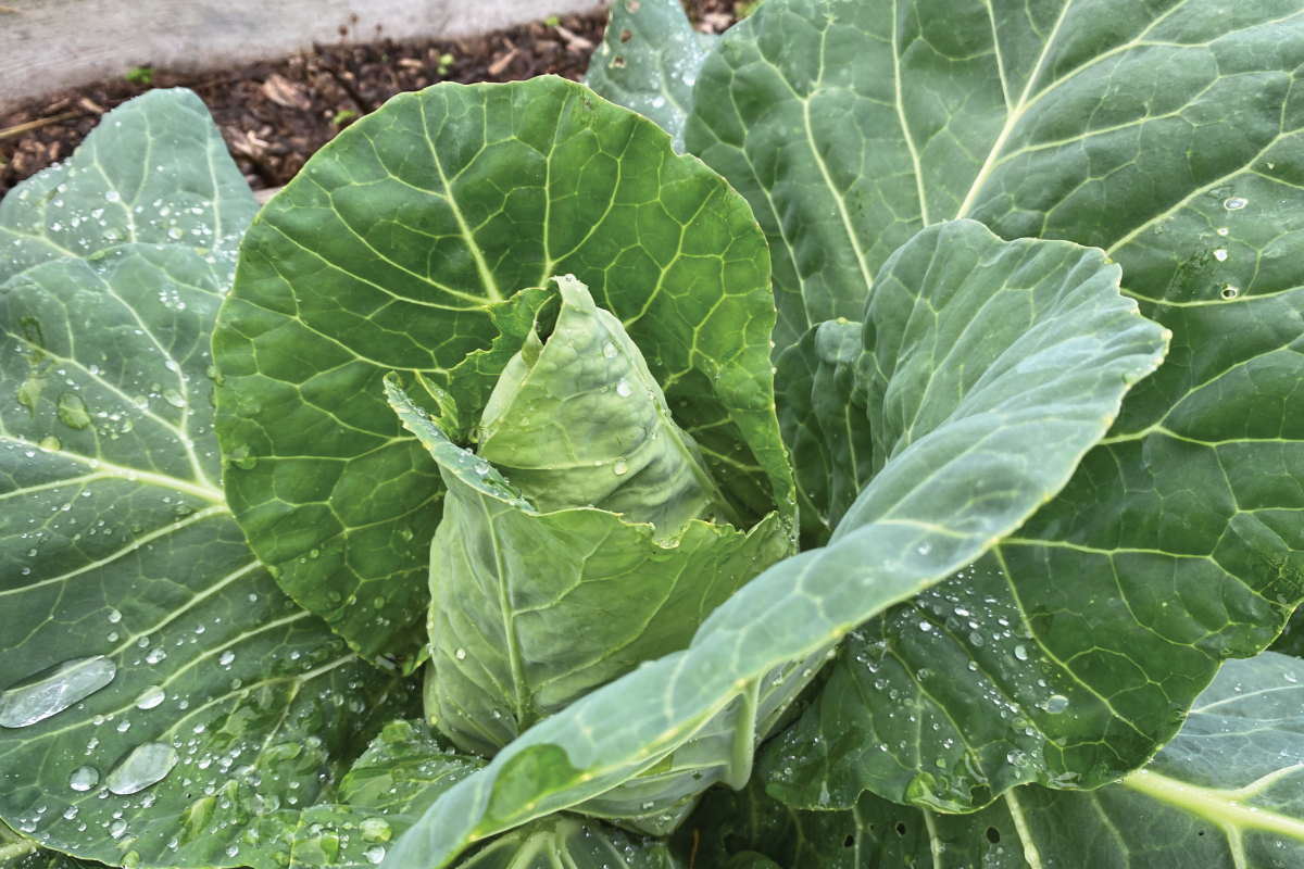 Wat voor mest gebruik je bij spitskool